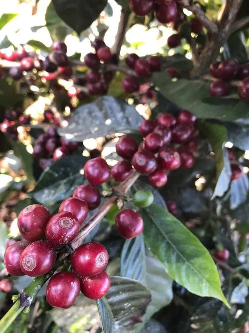 Catalan de Las Mercedes Guatemalan