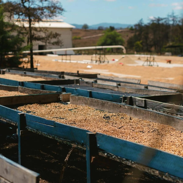 Catalan de Las Mercedes Guatemalan