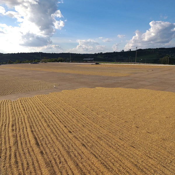 Campo Allegre Brazilian